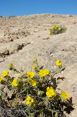 Image showing Sudnrop on rocky soil