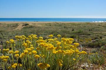 Image showing Everlasting flowers