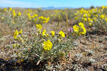 Image showing Sundrop flowers