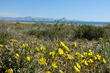 Image showing Mediterranean spring