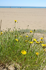 Image showing Marigold on the beach