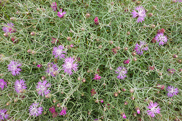 Image showing Starthistle