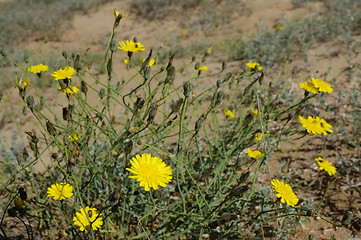 Image showing Marigold