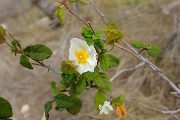 Image showing Rockrose