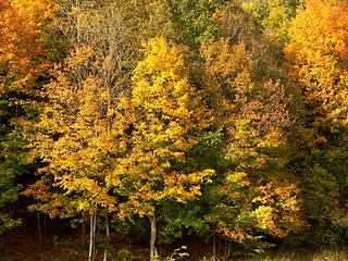 Image showing Golden tree