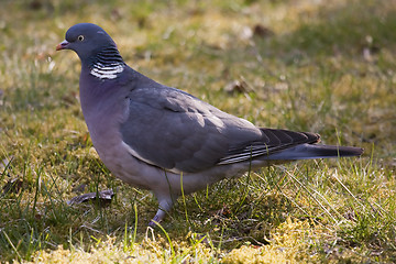 Image showing wood pigeon