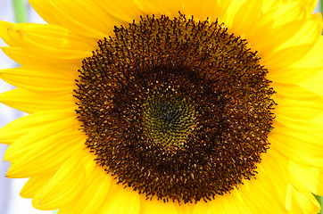 Image showing Sunflower