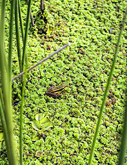 Image showing Green Frog