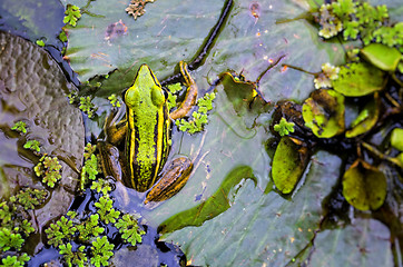 Image showing Green Frog