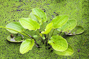 Image showing Water Plant