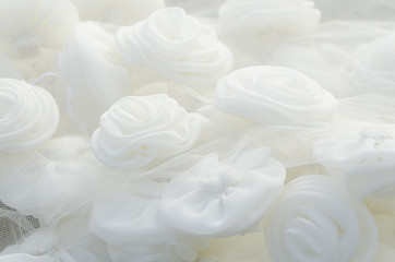 Image showing White Rose