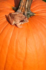 Image showing Toad on the Pumpkin