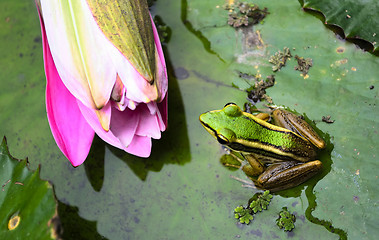 Image showing Green Frog