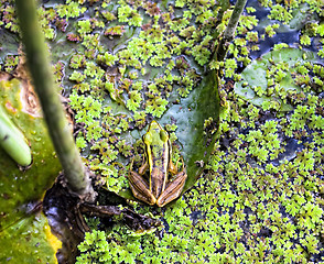 Image showing Green Frog