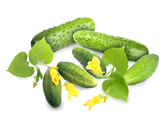 Image showing Green cucumbers with leaf and yellow flowers