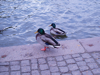 Image showing Ducks