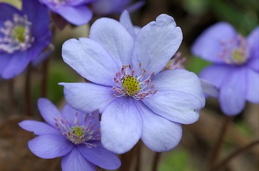Image showing Round-lobed hepatica close-up