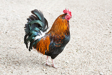 Image showing Rooster or Cockerel