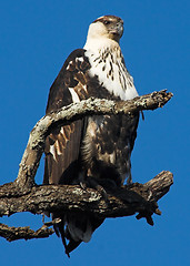 Image showing African fish eagle