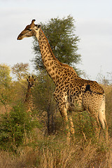 Image showing Portrait of a giraffe