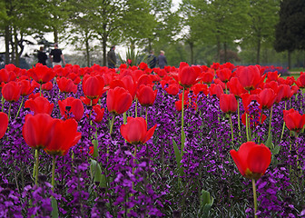 Image showing Tulip Field