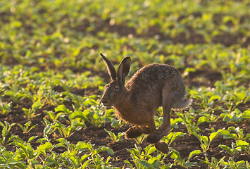 Image showing Running Hare