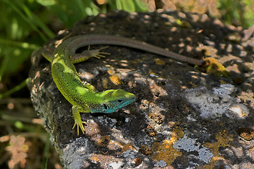 Image showing Eastern green lizard.