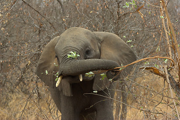 Image showing Portrait of an elephant