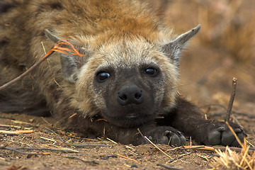 Image showing Portrait of a hyena