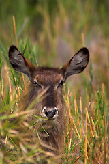 Image showing Portrait of a waterbuck