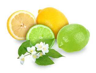 Image showing Citrus fruits with branch of jasmine