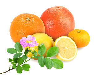 Image showing citrus fruits with branch of dog-rose