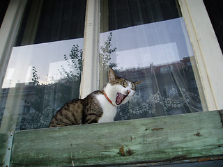 Image showing yawning cat