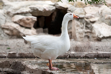 Image showing Goose or gander by lake