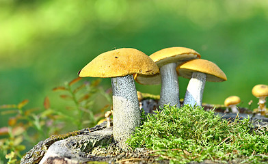 Image showing Mushrooms orange cap boletus on the moss