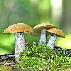 Image showing Mushrooms orange cap boletus 