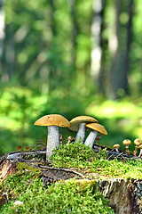 Image showing Mushrooms orange cap boletus on the moss