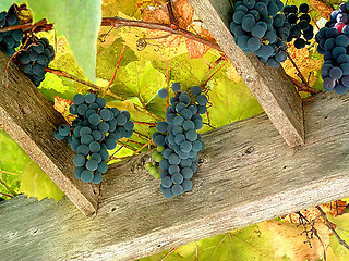 Image showing Vineyard 2