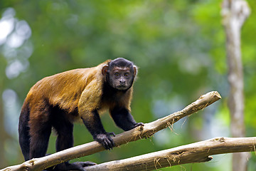 Image showing Brown Capuchin Monkey