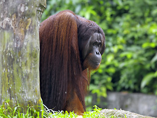 Image showing Borneo Orangutan