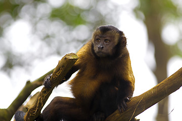 Image showing Brown Capuchin Monkey