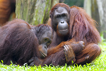 Image showing Borneo Orangutan