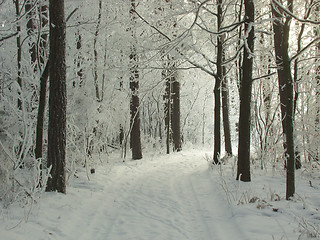 Image showing Forest road in winter landscape