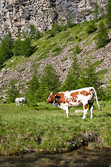 Image showing Cows and Italian Alps