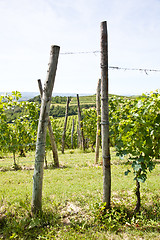 Image showing Italy - Piedmont region. Barbera vineyard