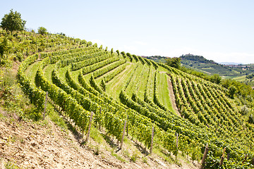 Image showing Italy - Piedmont region. Barbera vineyard