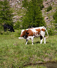 Image showing Cows and Italian Alps