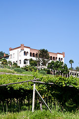 Image showing Italian charming villa in vineyard