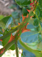 Image showing Thorns