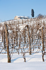 Image showing Tuscany: wineyard in winter